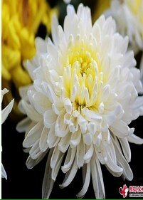 《摆额据花》